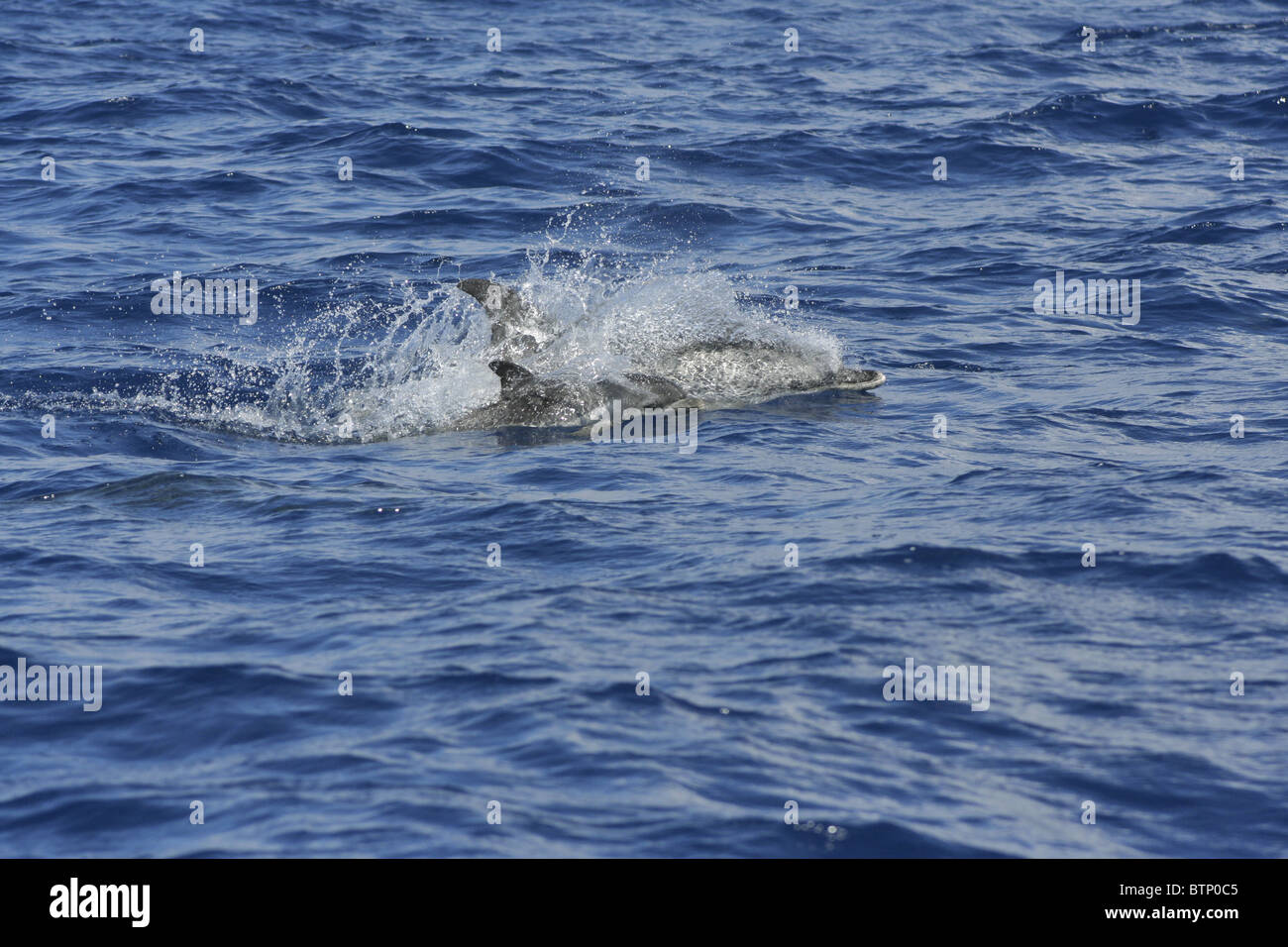 Atlantic spotted dolphins (Stenella frontalis), female with young calf, Azores, Portugal Stock Photo