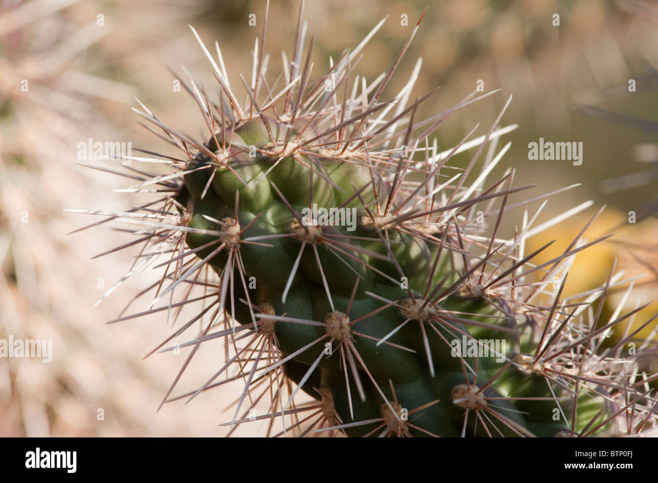 Staghorn Cholla Cactus closeup Sedona Arizona Stock Photo