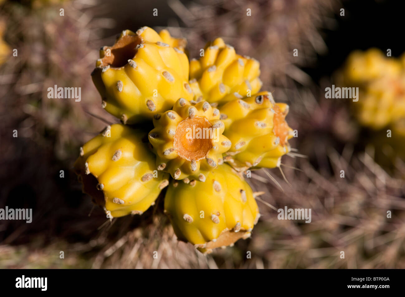 Staghorn Cholla Cactus fruit closeup Sedona Arizona Stock Photo
