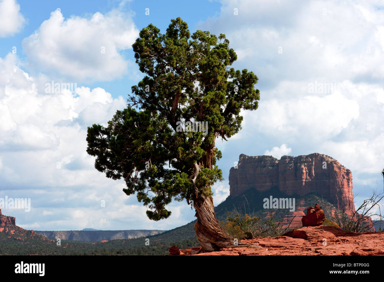 Shaggy Bark Juniper tree on the Oak Creek trail Sedona Arizona Stock Photo