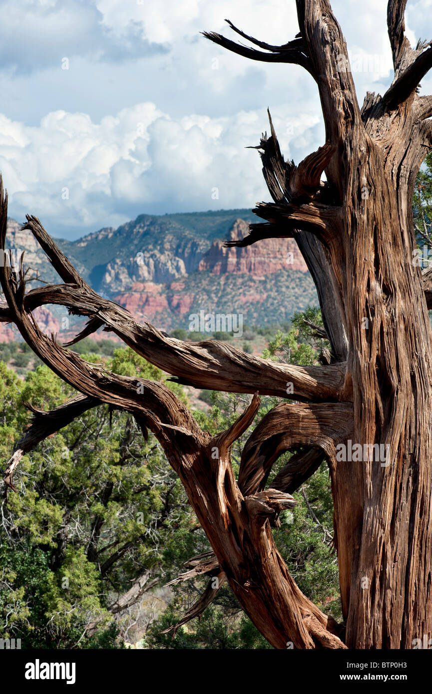 Dead Shaggy Bark Juniper tree on the Oak Creek trail Sedona Arizona Stock Photo