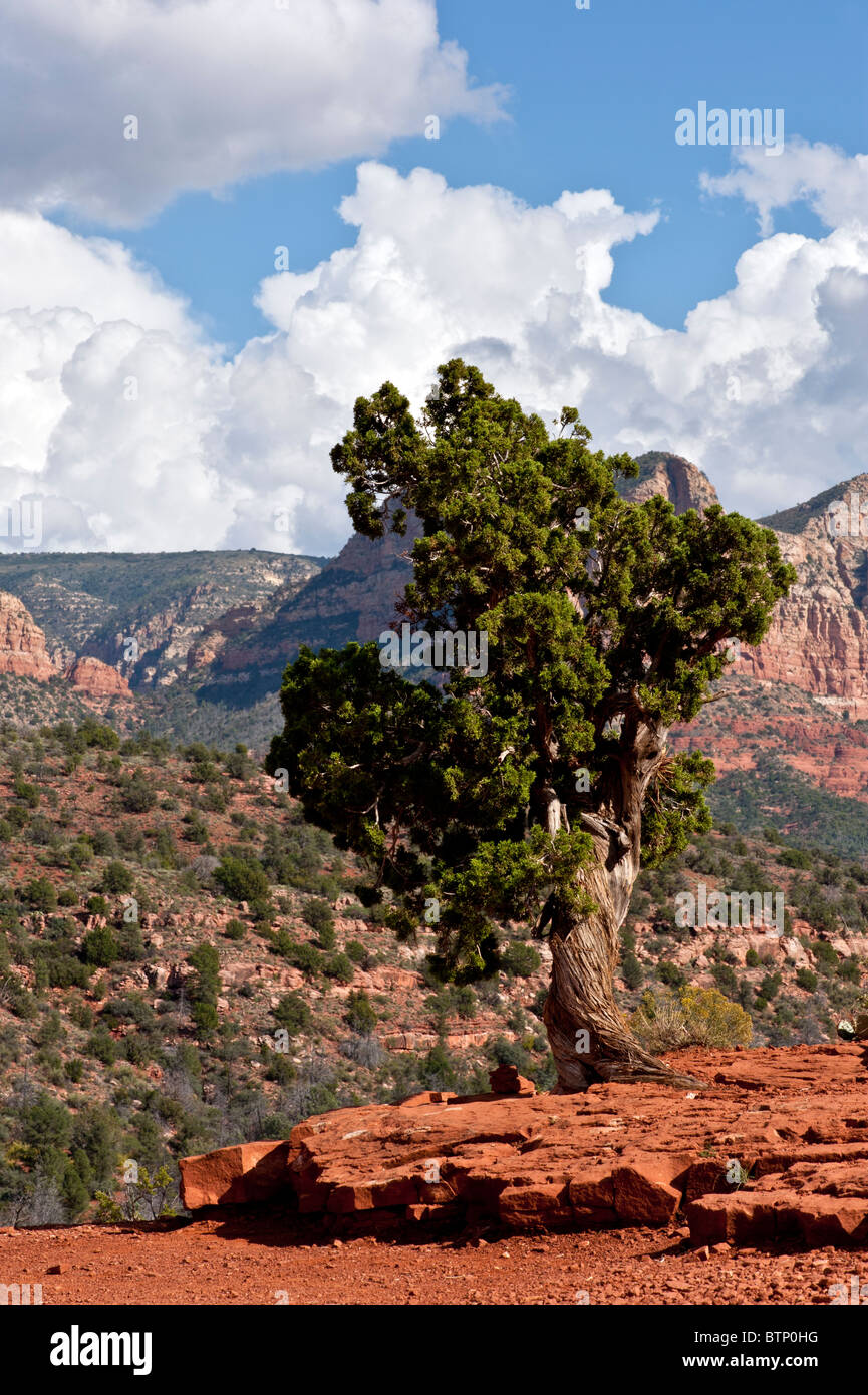 Shaggy Bark Juniper tree on the Oak Creek trail Sedona Arizona Stock Photo