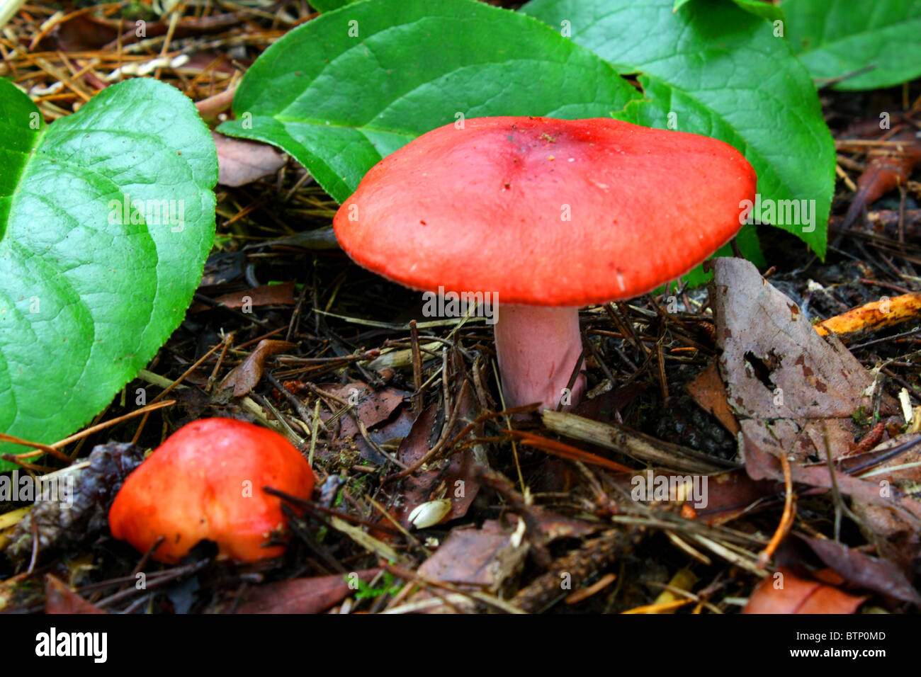 Red top mushroom hi res stock photography and images Alamy
