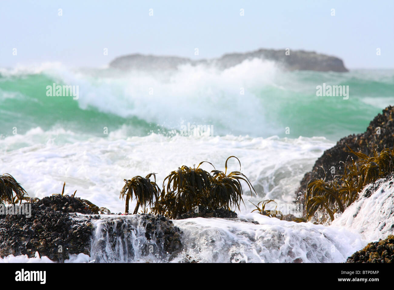 Sea palms growing on rock take a beating from the incoming Pacific Ocean tide and its large greenish blue and white waves. Stock Photo
