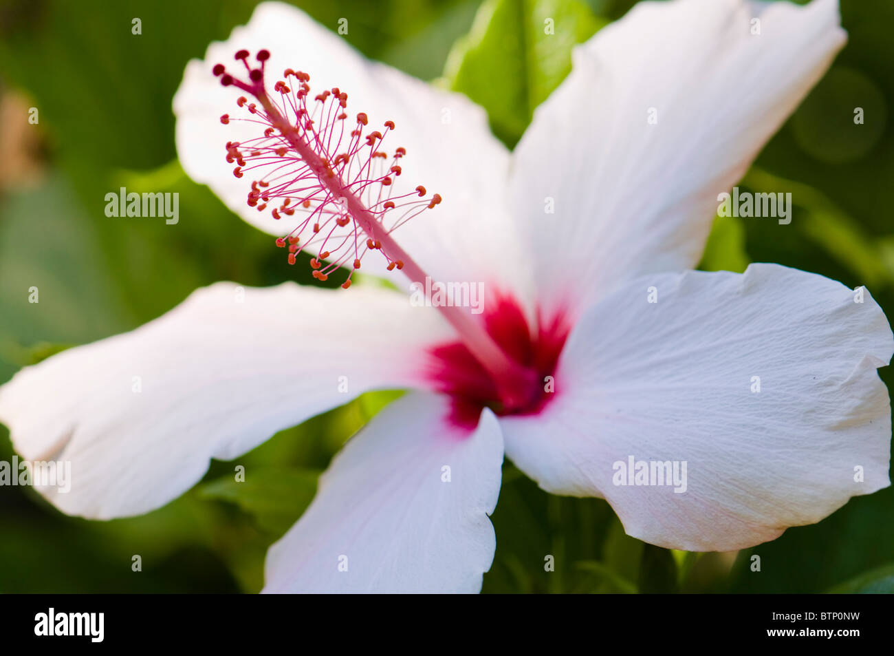 Pink hibiscus hawaii hi-res stock photography and images - Alamy