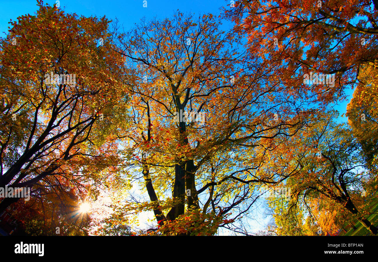 Autumnal trees with golden orange leaves against blue sky in UK parkland Stock Photo