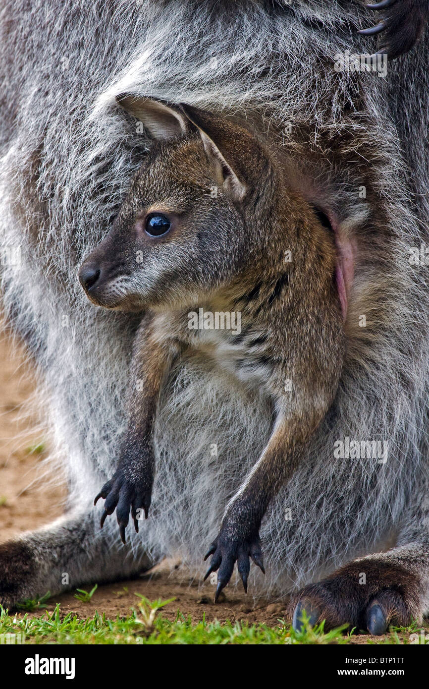 Baby Bennett's Wallaby in mother's pouch Stock Photo