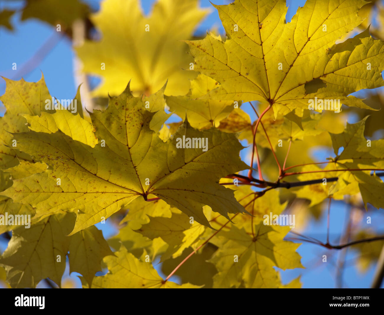 Golden tree leaves on blue hi-res stock photography and images - Alamy