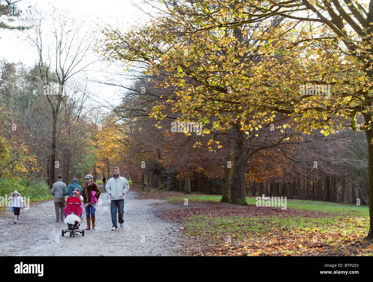Wendover Woods Uk High Resolution Stock Photography and Images - Alamy