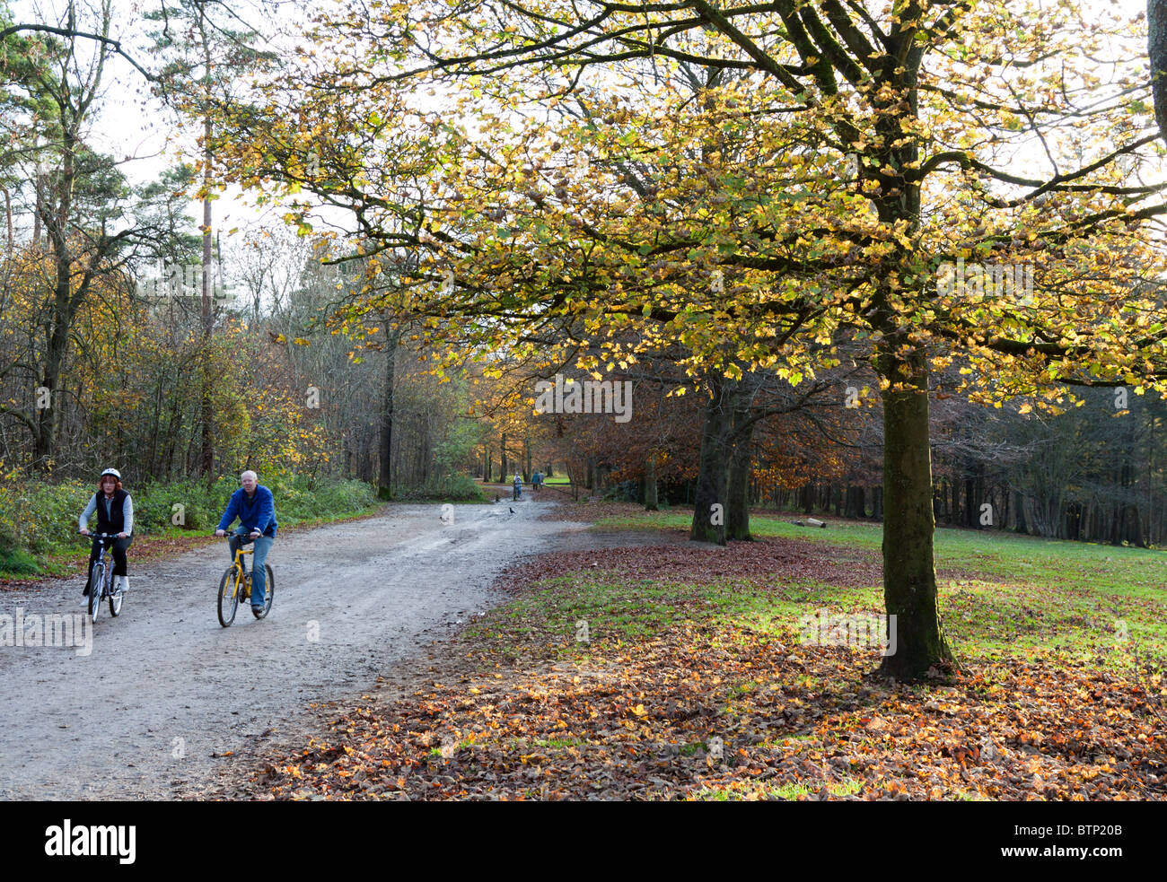 Wendover Woods Uk High Resolution Stock Photography and Images - Alamy