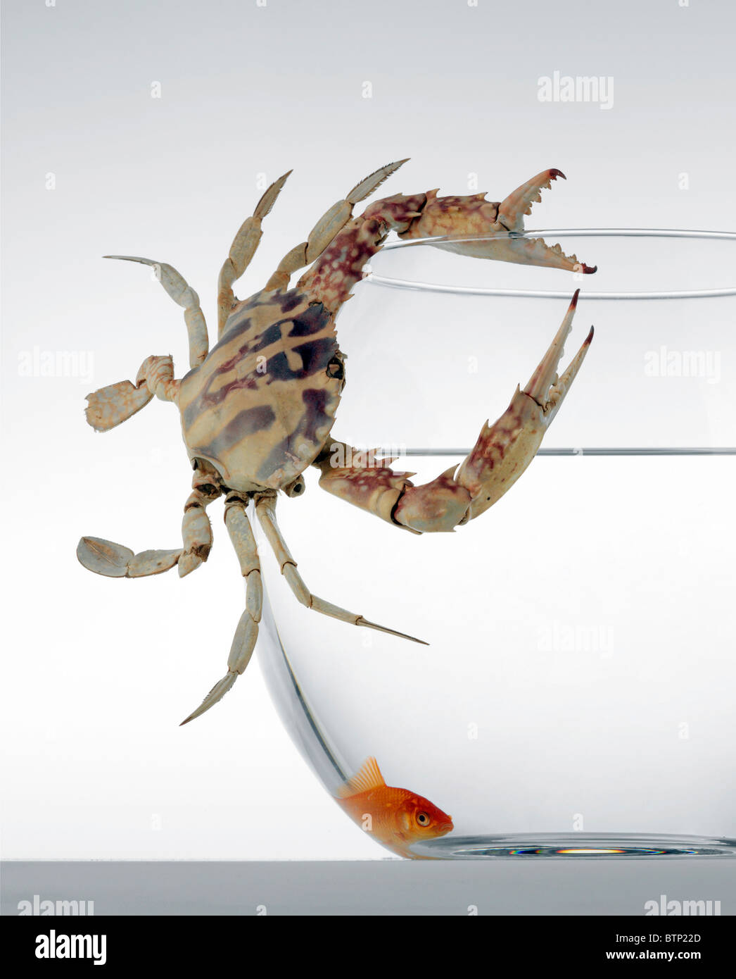 Image showcasing goldfish in danger Stock Photo - Alamy