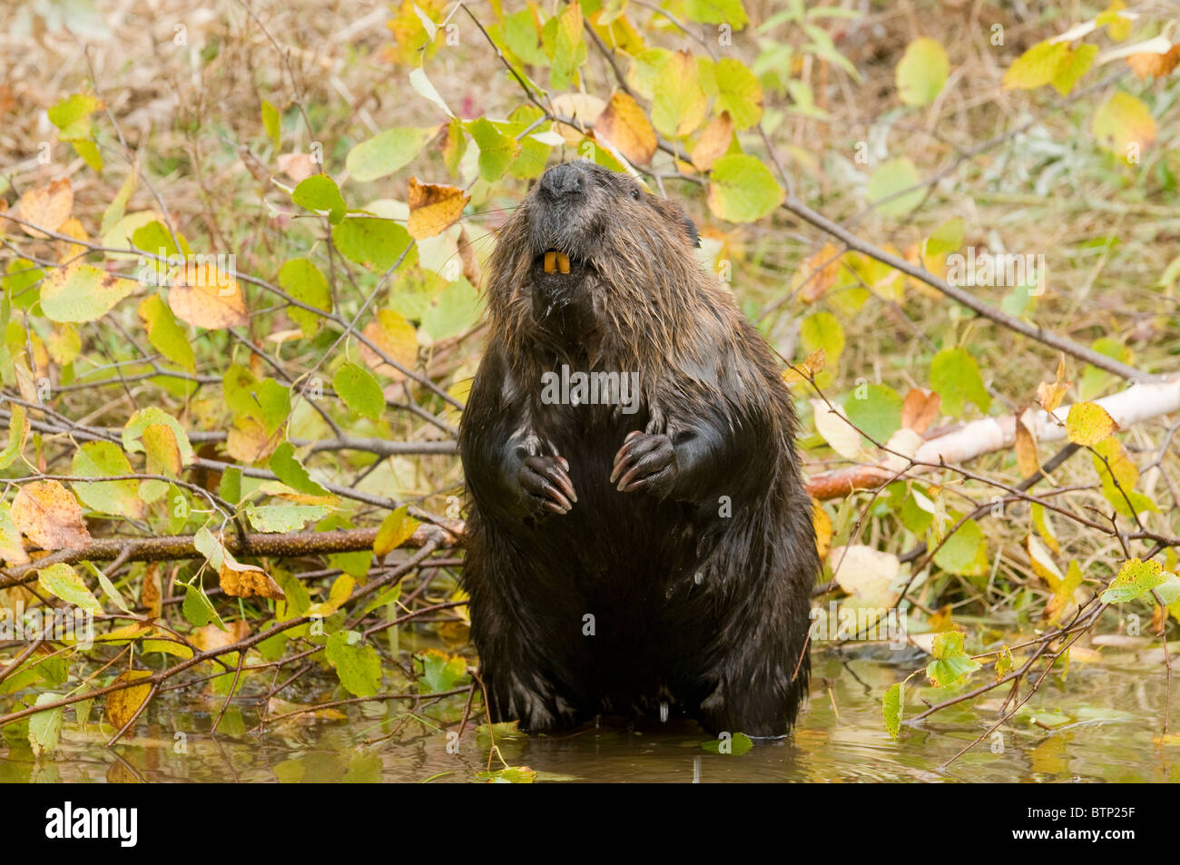 American Beaver Castor canadensis gathering food Autumn North America Stock Photo