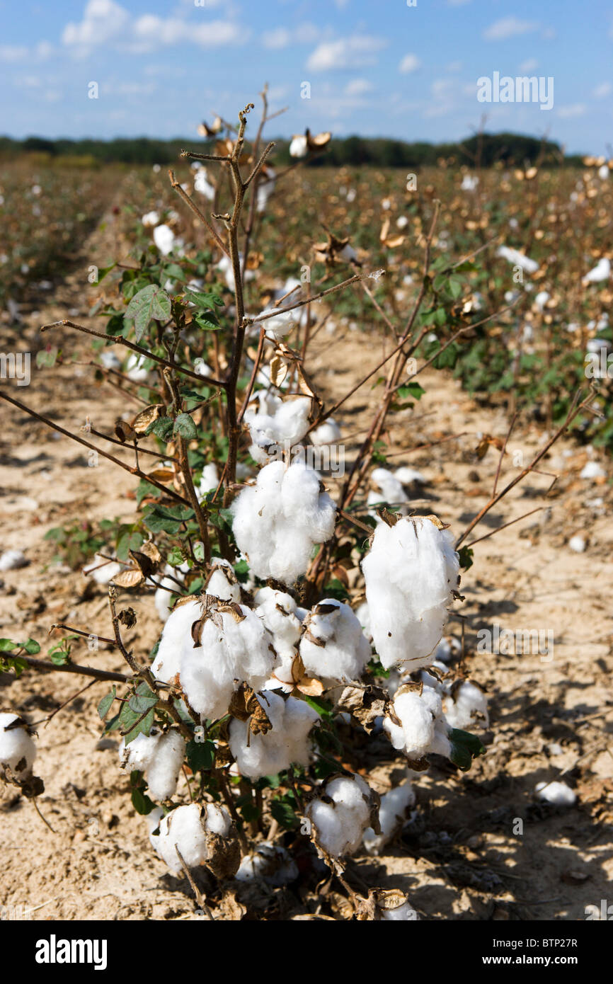 Bolls of cotton in fields near Jackson in central Mississippi, USA Stock Photo