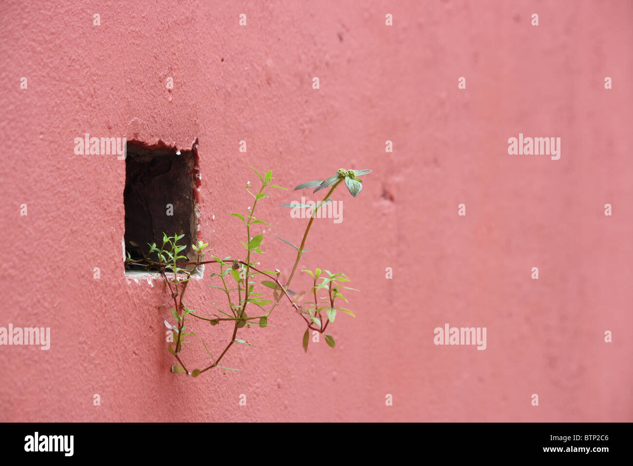 Weeds growing out of wall hi-res stock photography and images - Alamy