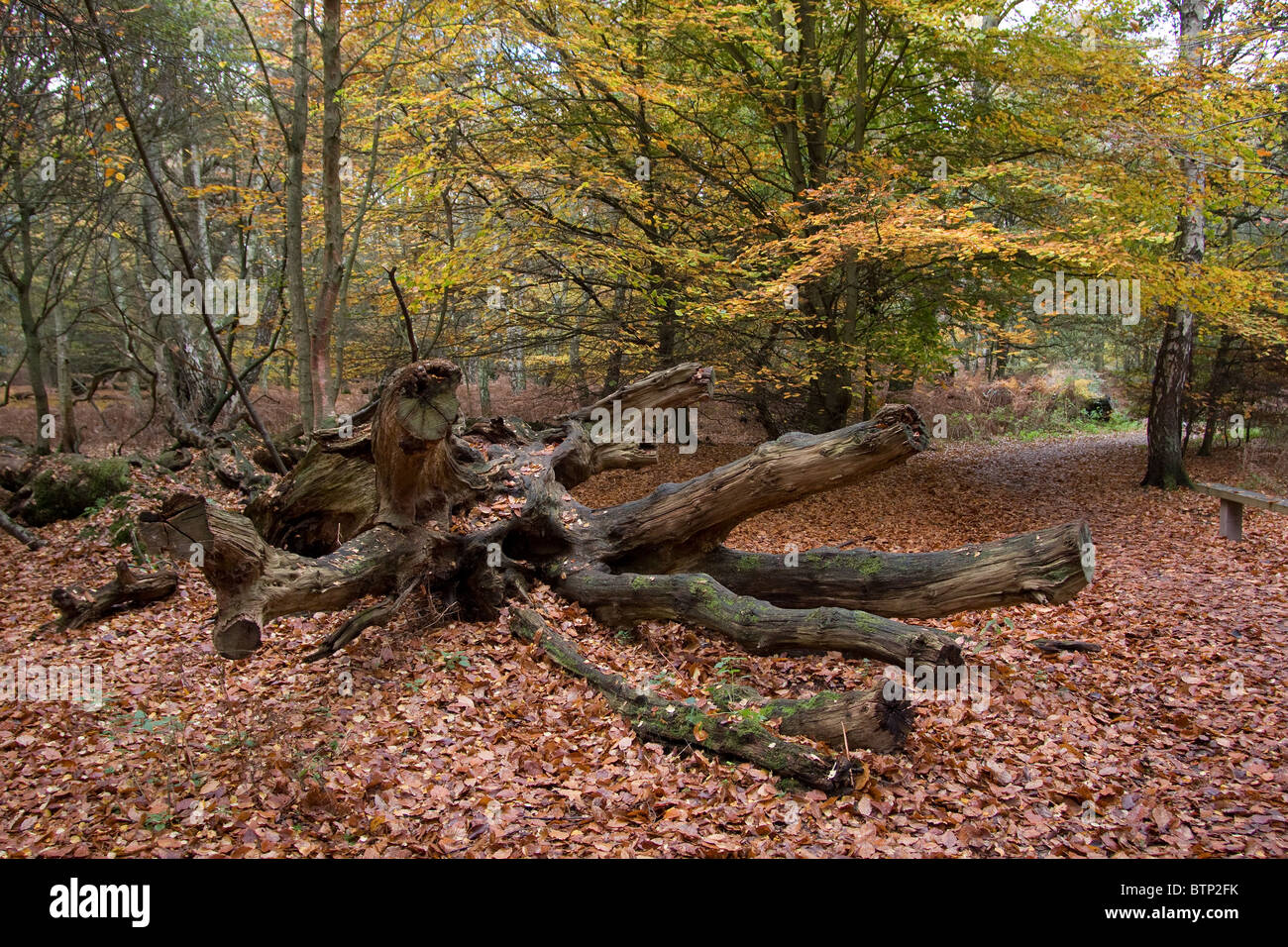 Epping forest in autumn fall woodland trees Stock Photo - Alamy