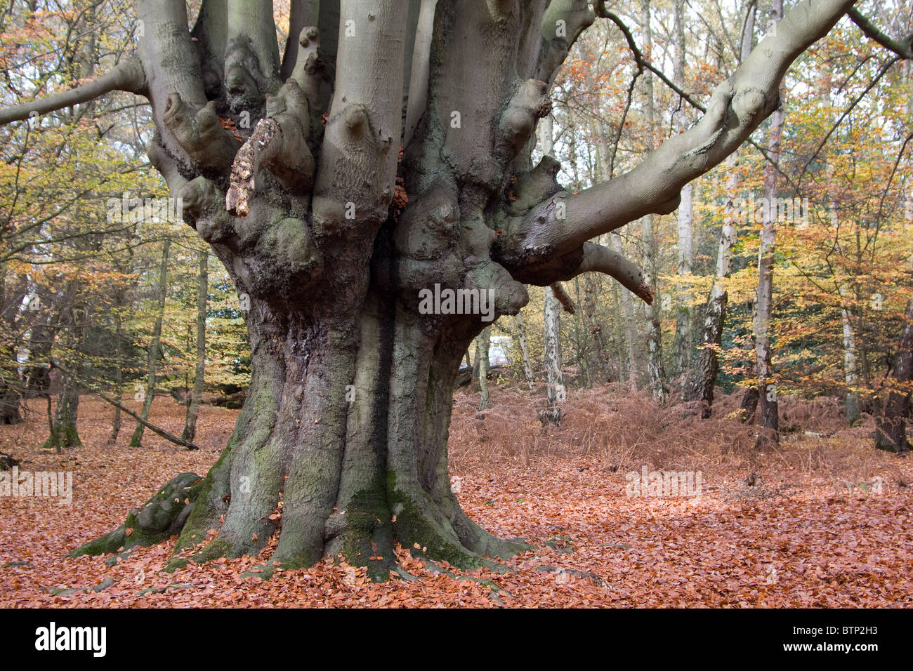 Epping forest in autumn fall woodland trees Stock Photo