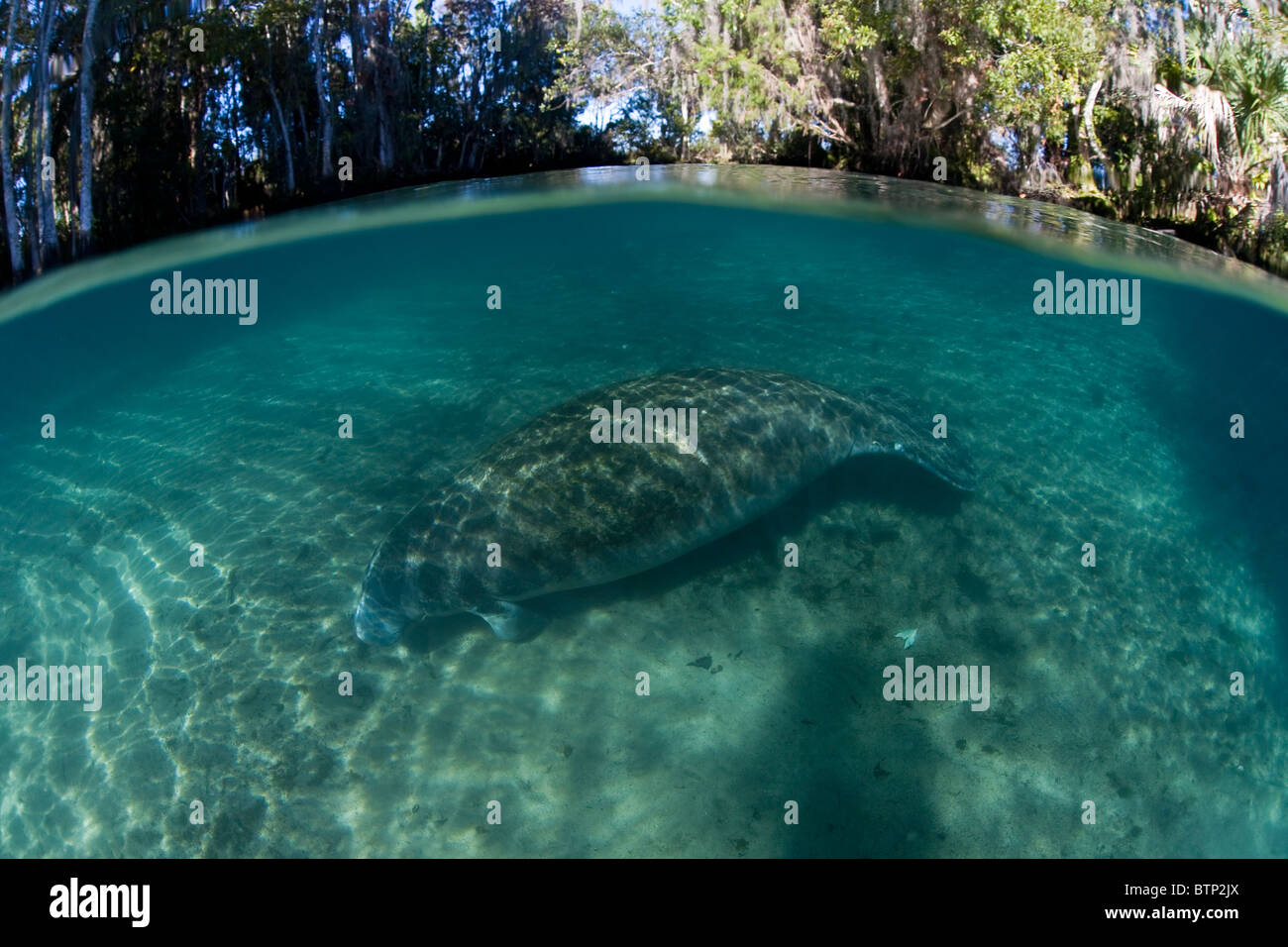 Manatees grass hi-res stock photography and images - Alamy