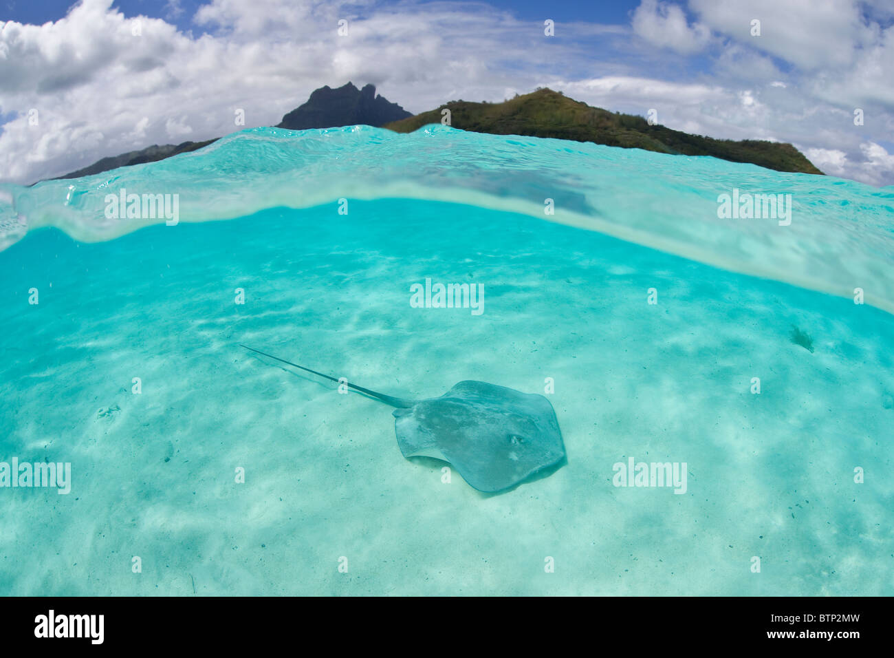 Tahitian stingrays swim within Bora Bora's crystal clear lagoon