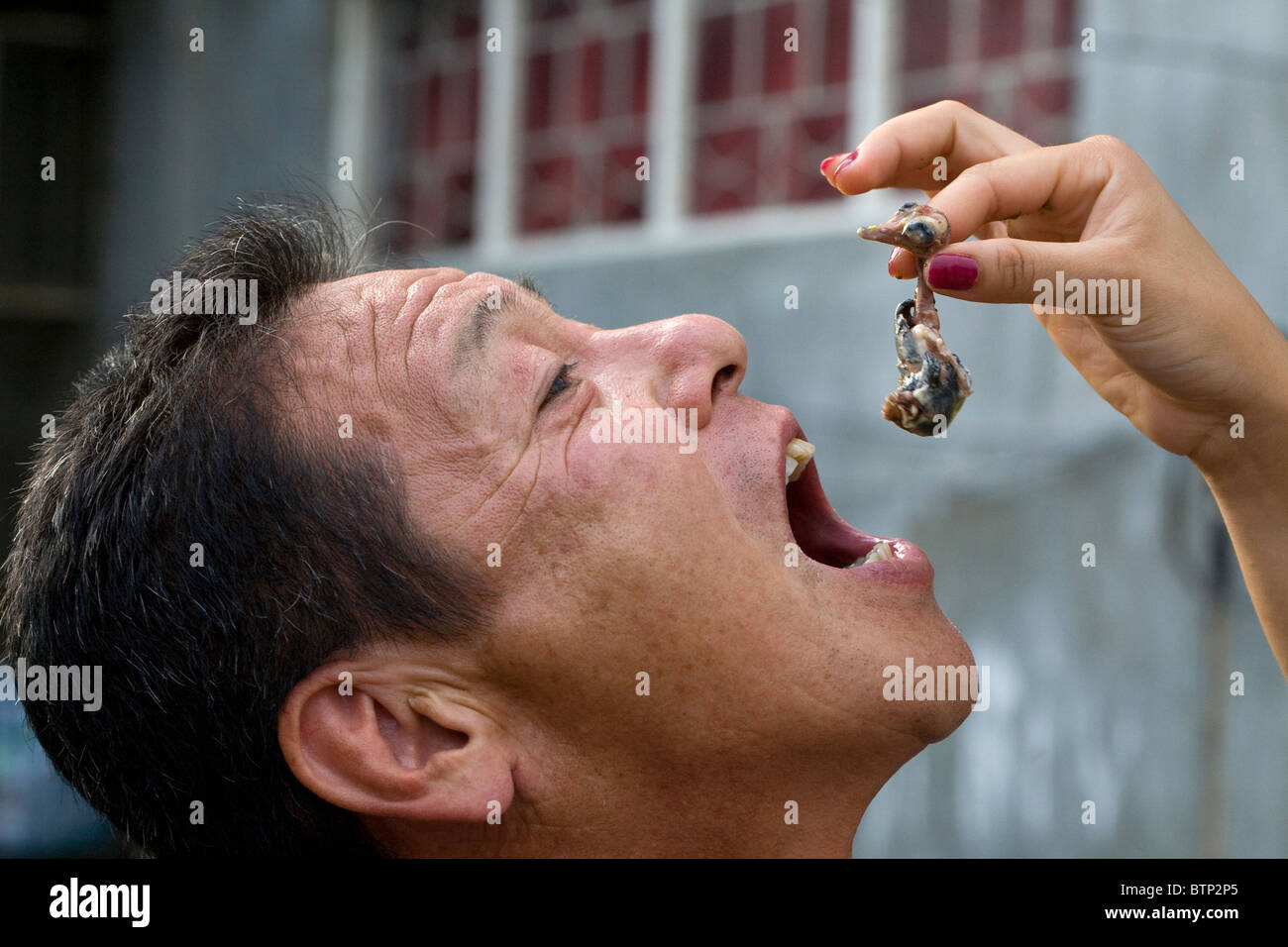 A Japanese man is fed the exposed embryo from a balut, or boiled fertilized duck egg, in Oriental Mindoro, Philippines. Stock Photo