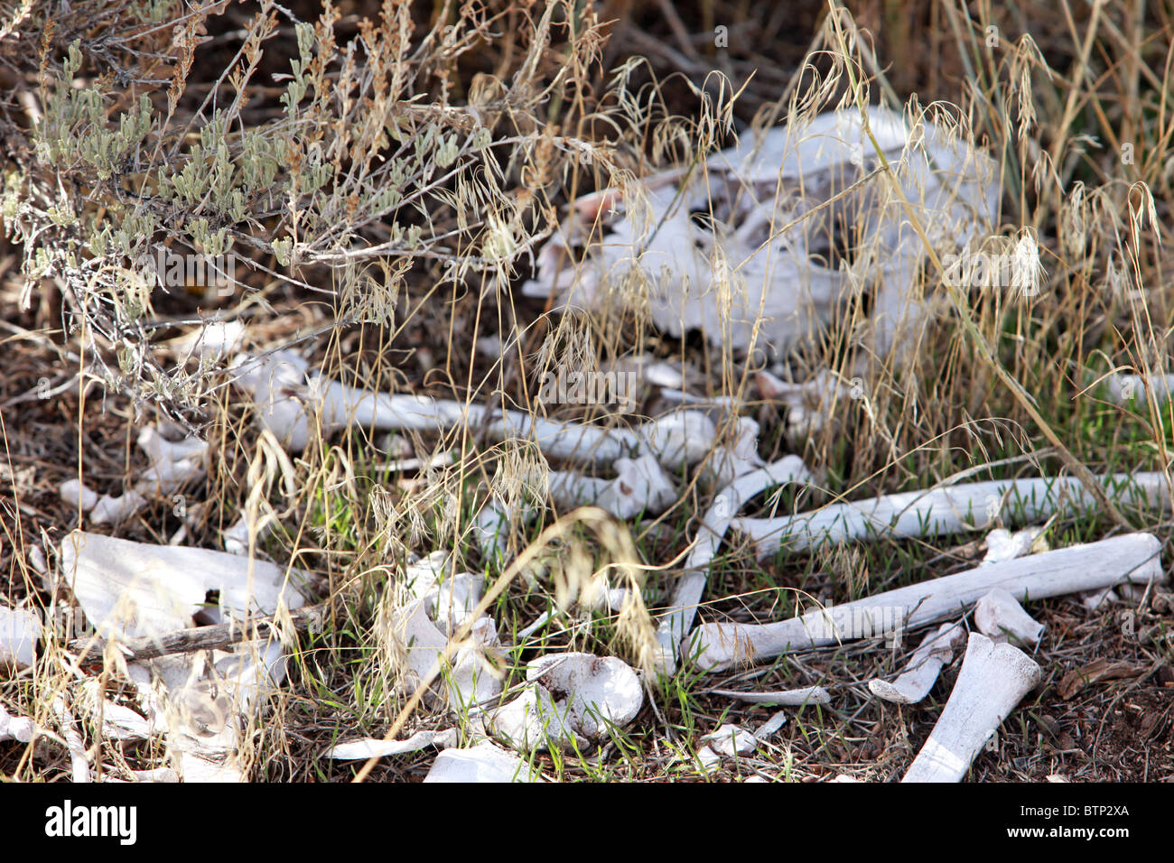Bones of dead deer animal in dry grass. Skull and decayed bones bleached by sun. Deer animal dead. Stock Photo