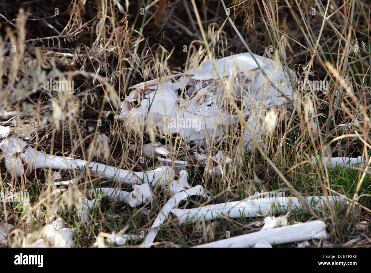 Bones of dead animal in dry grass. Skull and decayed bones bleached by sun. Deer animal dead. Stock Photo