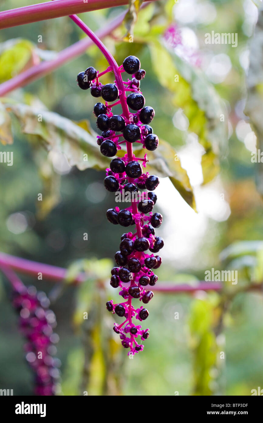 Attractive red berries fruits High Resolution Stock Photography and ...