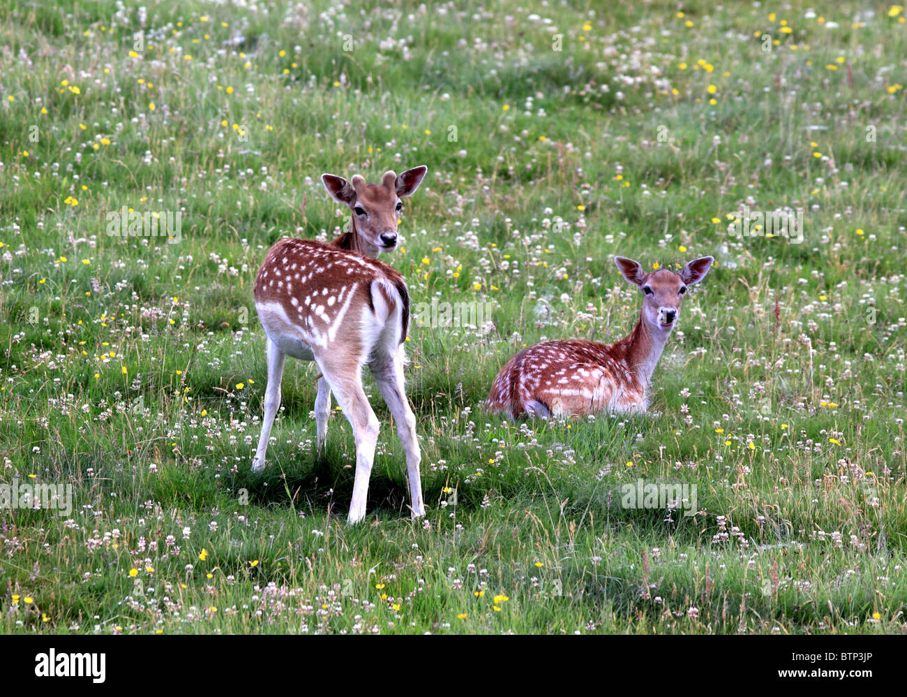 UK Britain Two young Fallow deer in a meadow Stock Photo