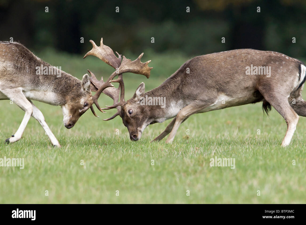 Two Fallow Deer stags locked in combat - fighting during the annual rut Stock Photo