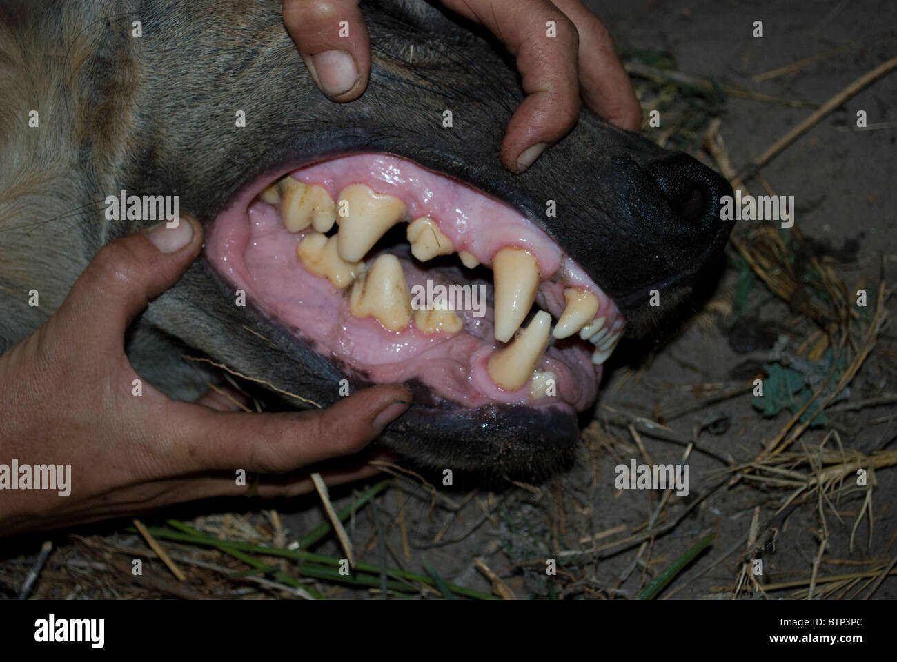 The jaws of a spotted hyena. Stock Photo