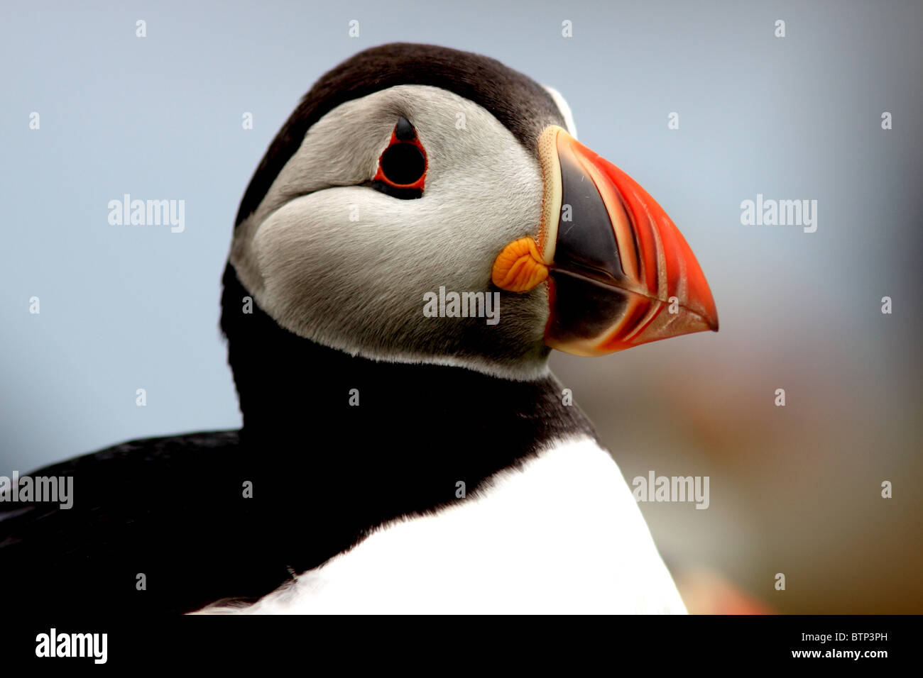 Puffin in breading season Stock Photo