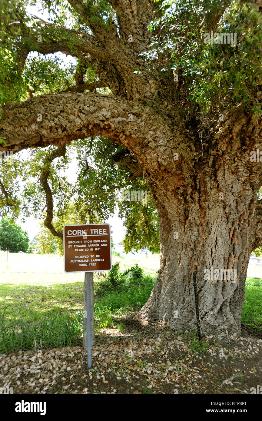 Old Cork Tree Tenterfield Australia Stock Photo