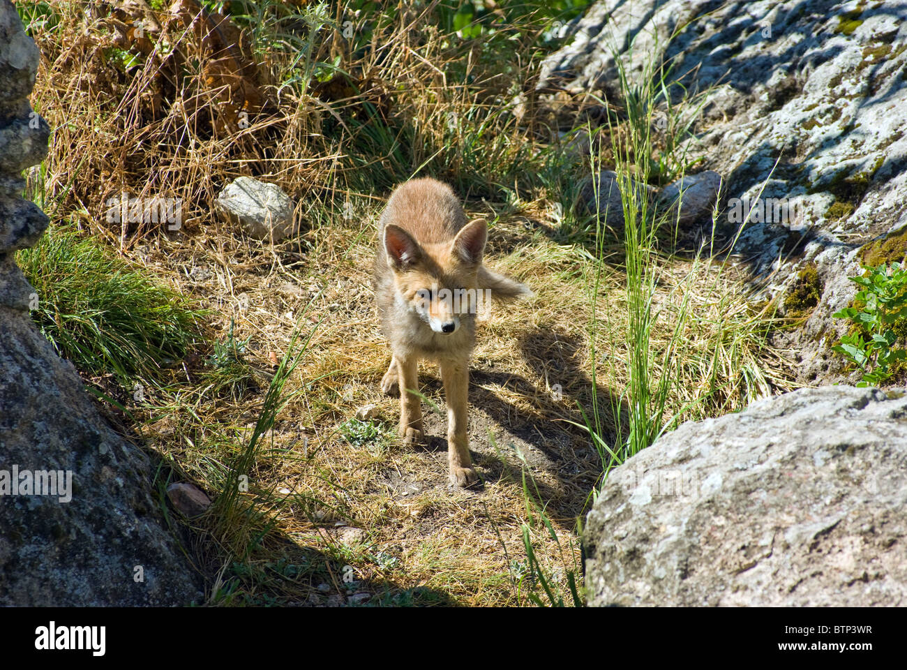 Young fox in the natural and environment. Stock Photo