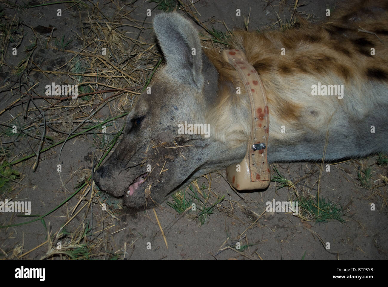 A young sedated spotted hyena wearing a radio collar. Stock Photo