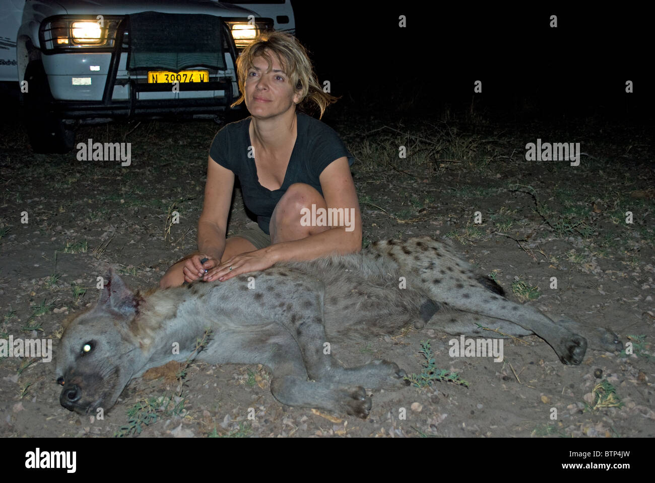 Animal researcher Lise Hanssen with a sedated spotted hyena in The Caprivi, Namibia. Stock Photo