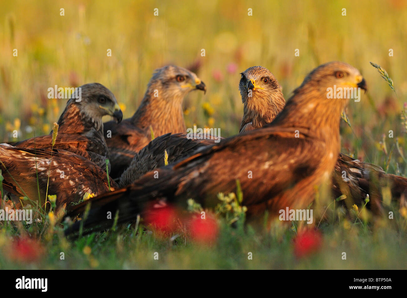 Group of Black Kite (milvus migrans) to the dawn in the Spanish field during the spring. Stock Photo