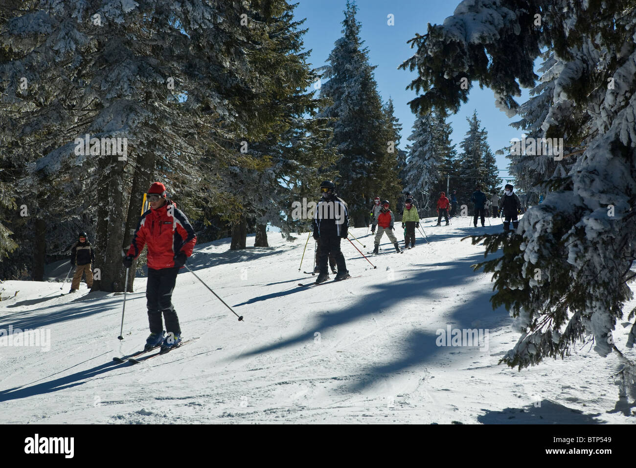 Skiing in the forest, Pamporovo, a famous ski resort, Rodopi mountains ...