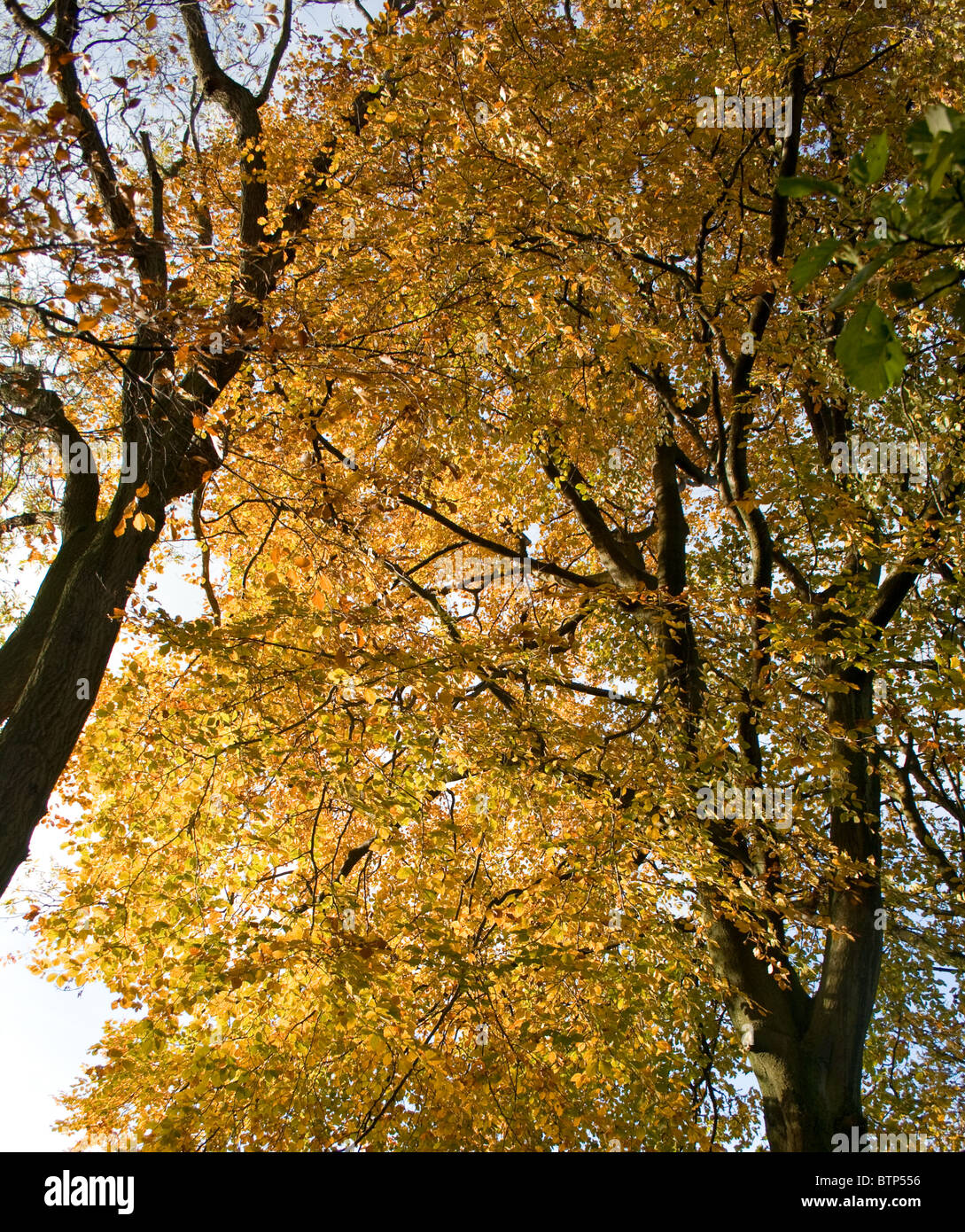 The golden colours of autumn before leaf fall Stock Photo