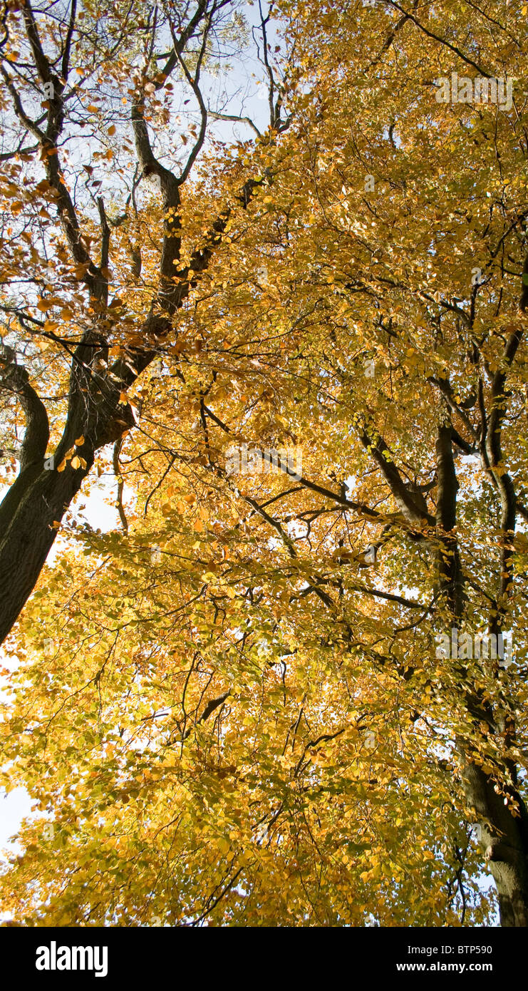 The golden colours of autumn before leaf fall Stock Photo