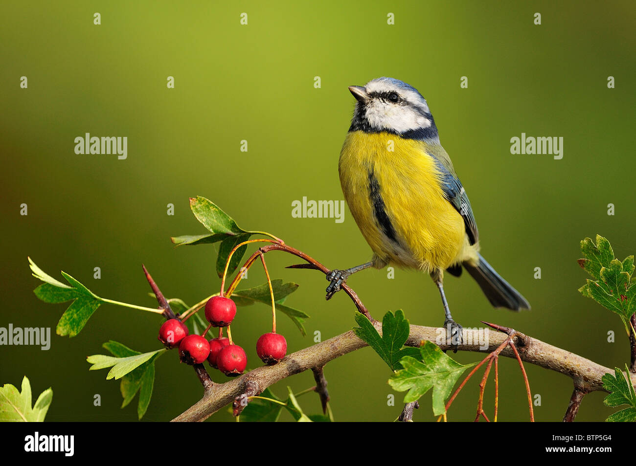 Blue Tit (Parus caeruleus) perched on a hawthorn (Crataegus monogyna) Stock Photo