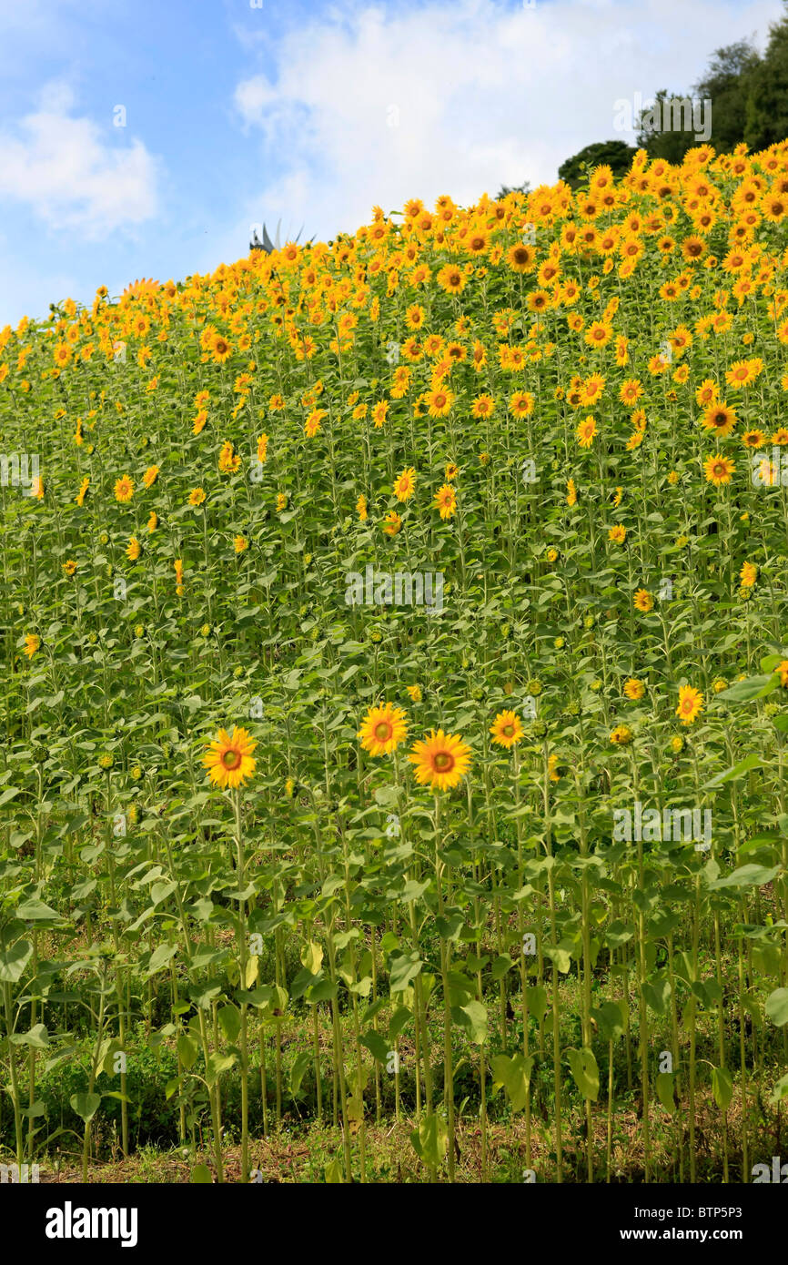 Hundreds of Sunflowers growing on a hillside farm field Stock Photo