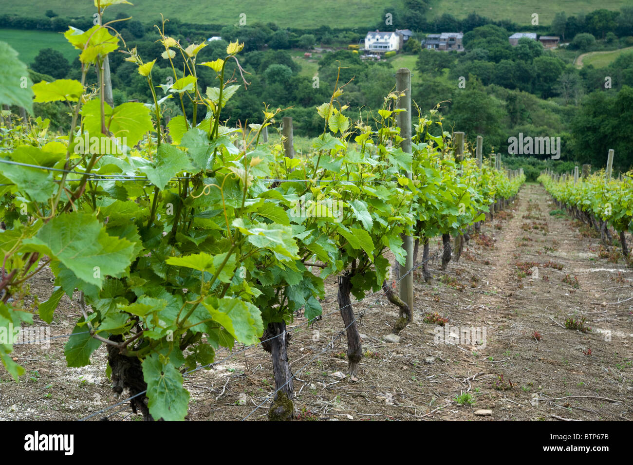 Camel deals valley vineyard