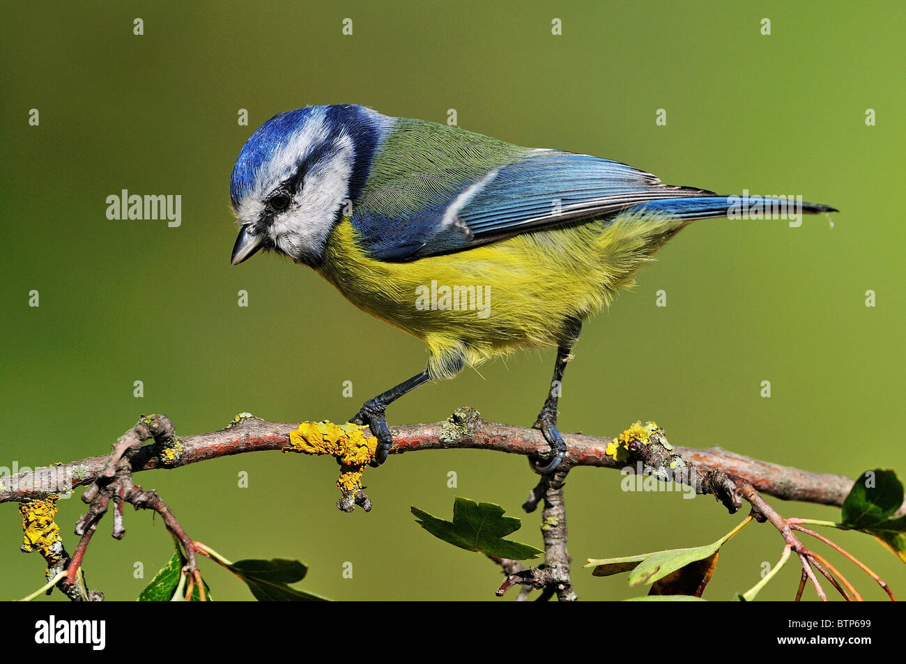 Blue Tit (Parus caeruleus) perched on a hawthorn (Crataegus monogyna) Stock Photo