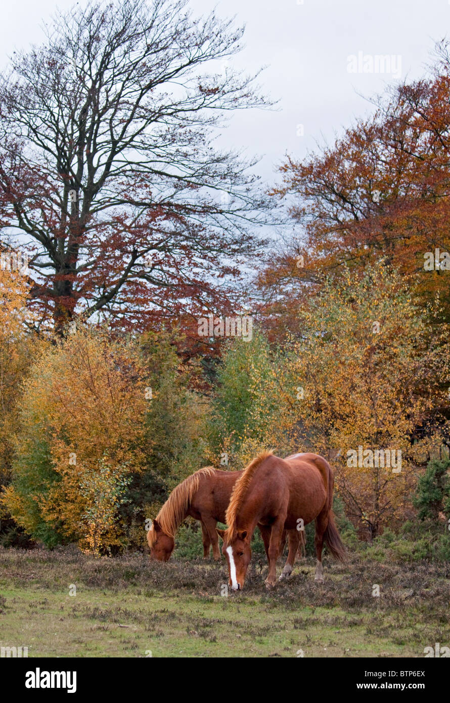 Ponies at Cadman's Pool, New Forest, Hampshire, England Stock Photo