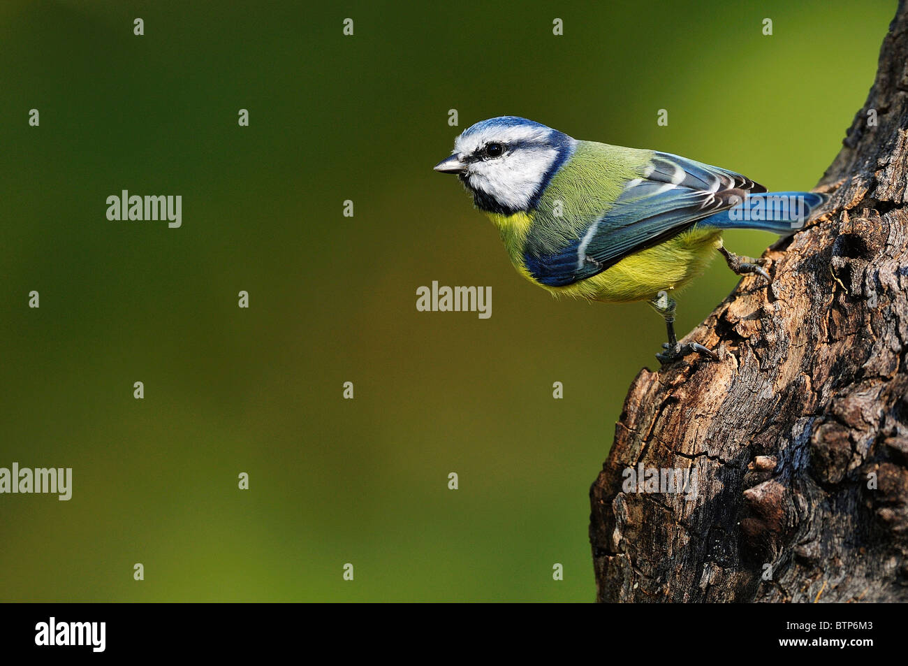 Blue tit (Parus caeruleus) Stock Photo