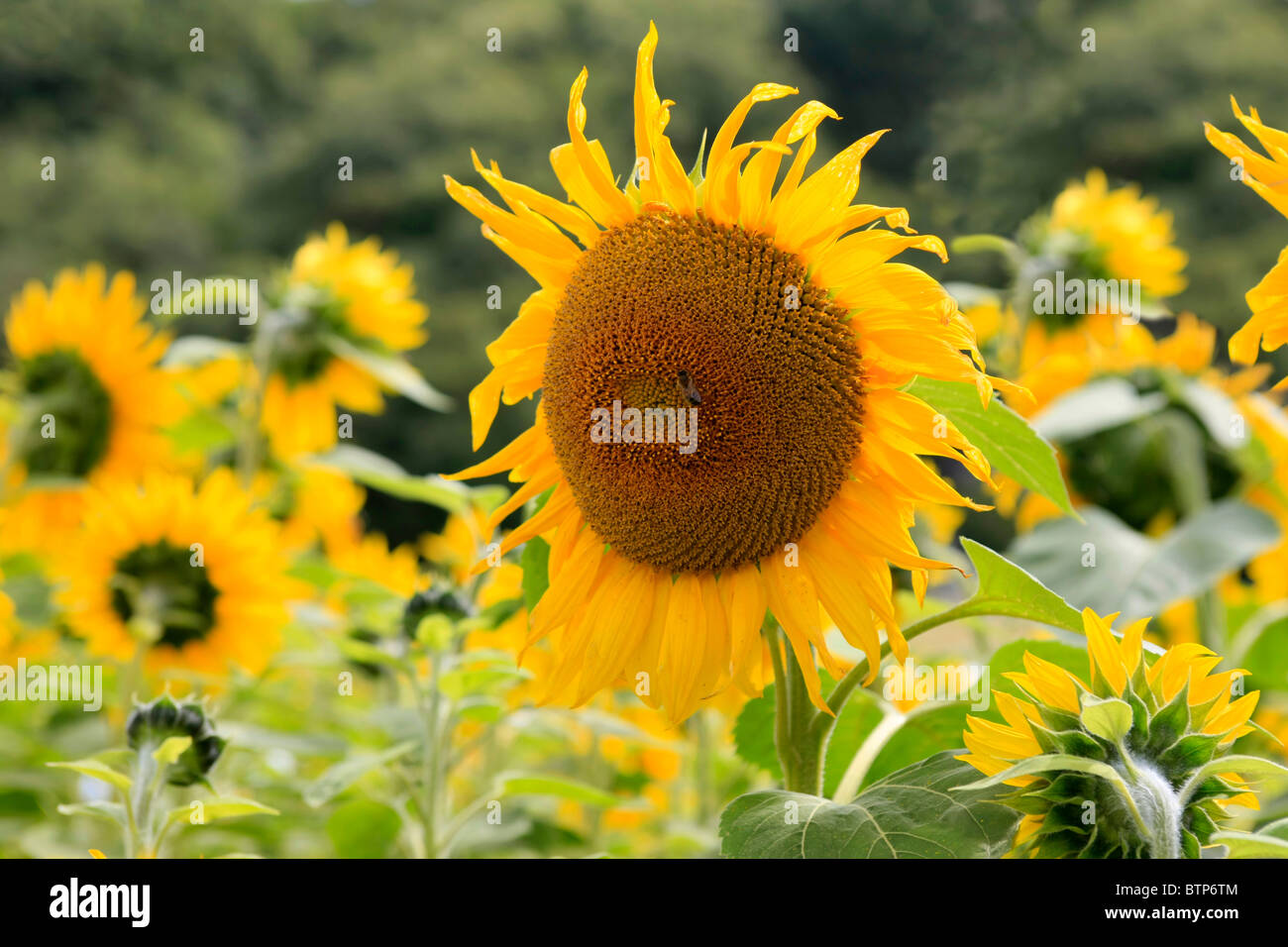 Close up of a single Sunflower in a commercially grown farm field populated with them Stock Photo