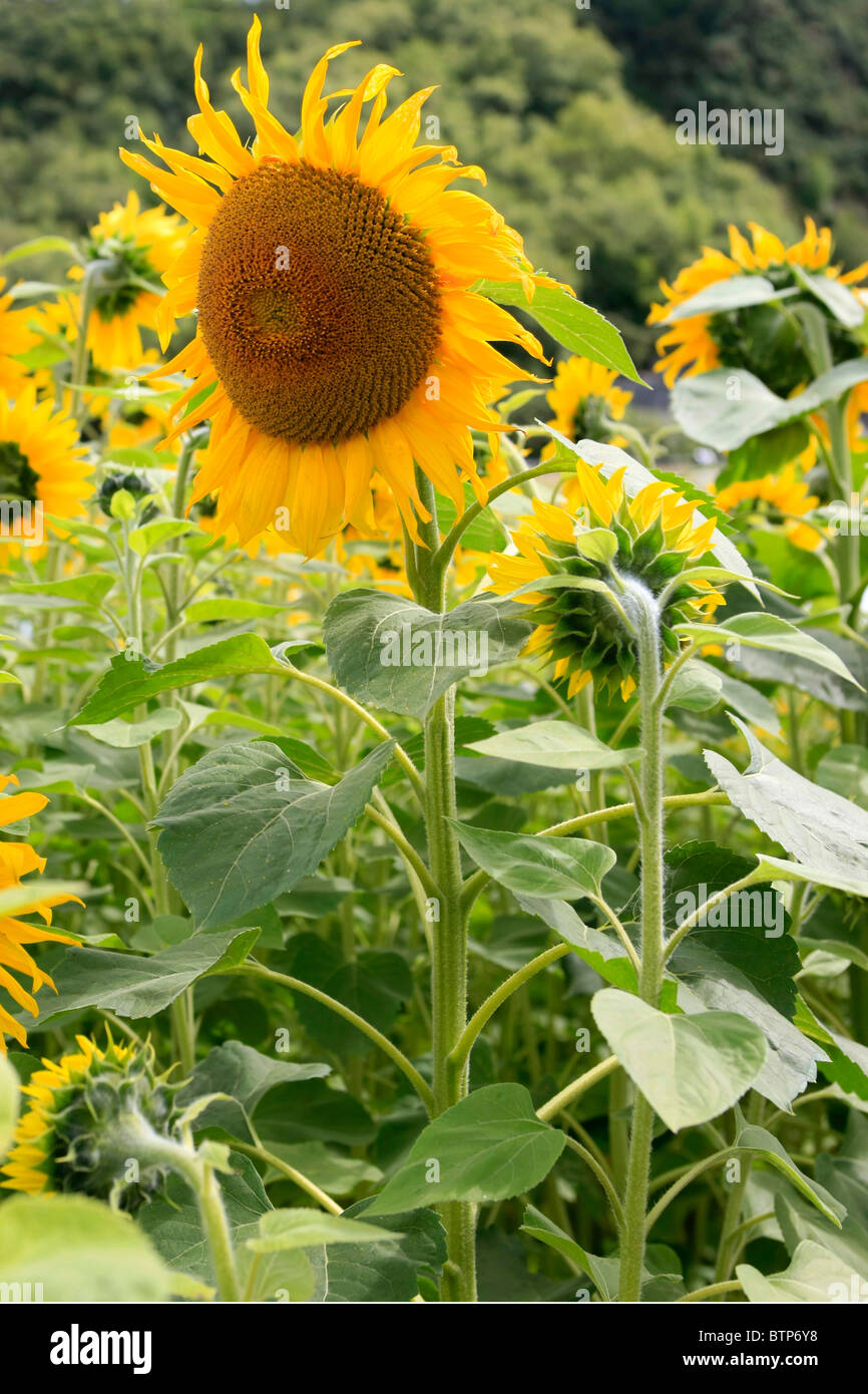 Close up of a single Sunflower in a commercially grown farm field populated with them Stock Photo
