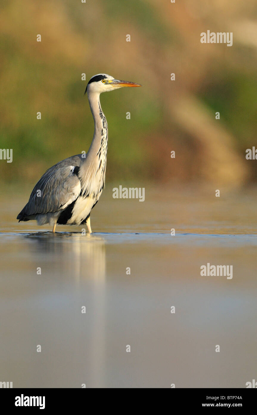 Grey Heron fishing in the river Stock Photo