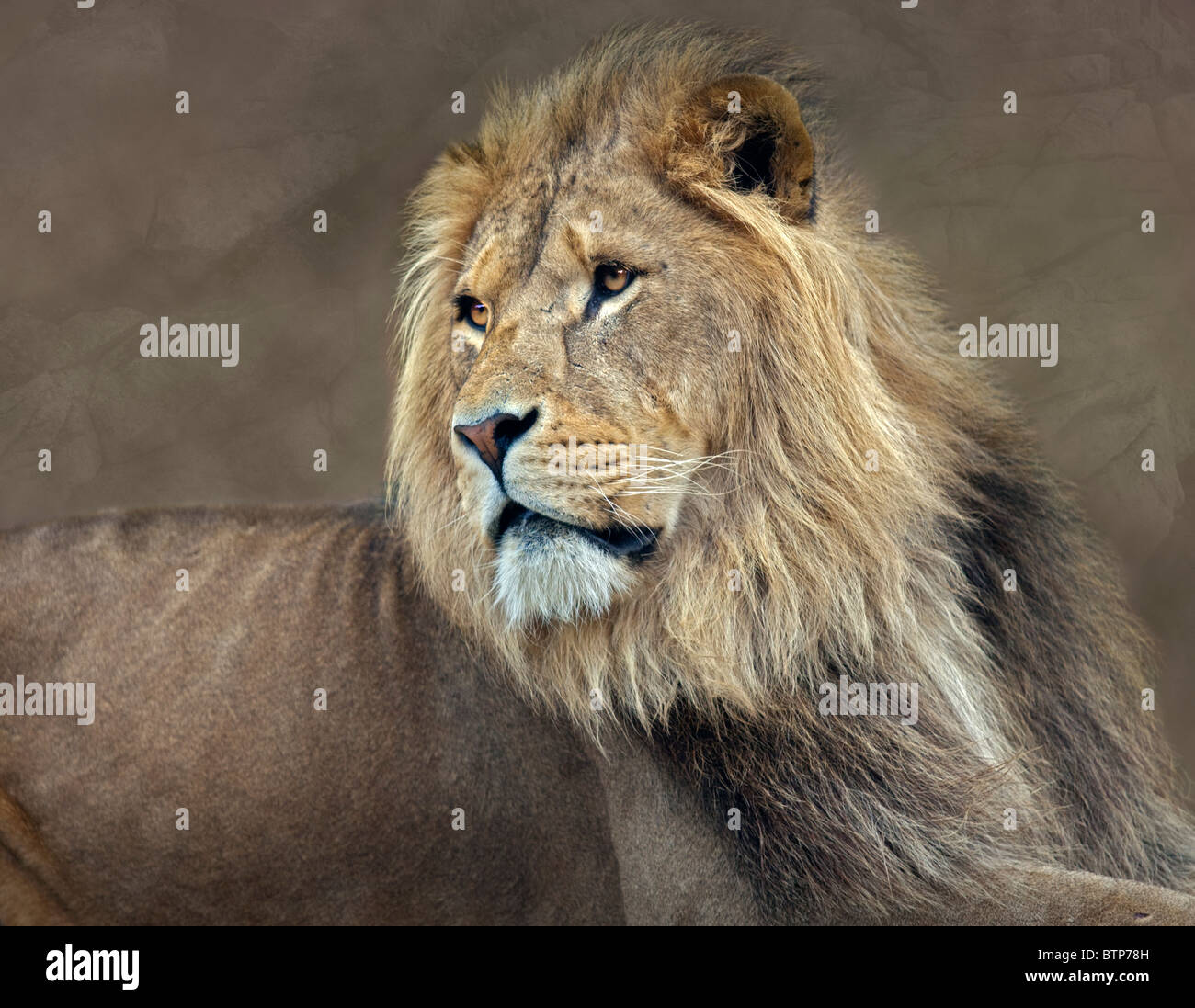 Male Lion (panthera leo) Stock Photo