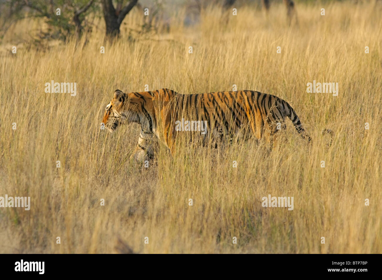 Male Tiger walking through the tall grass in Ranthambhore National Park, India Stock Photo