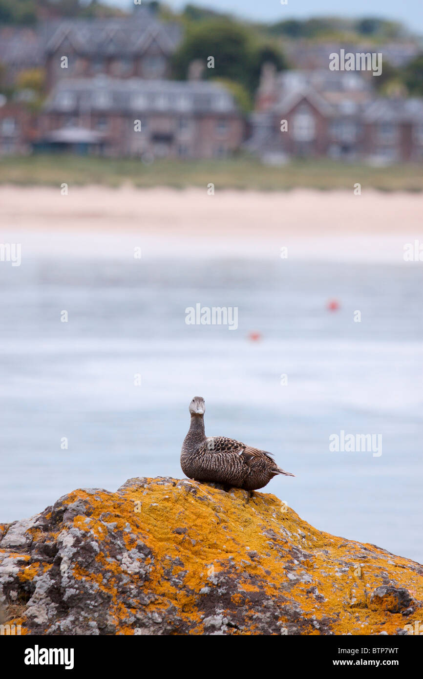 Scotland, North Berwick, Wild goose perching on rock Stock Photo
